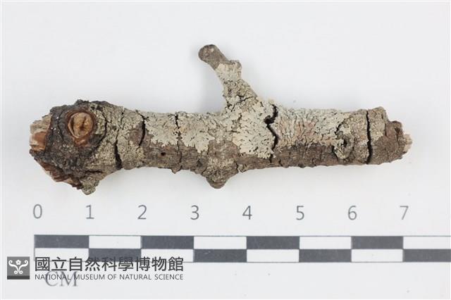 登錄號:L00003420藏品圖，第1張