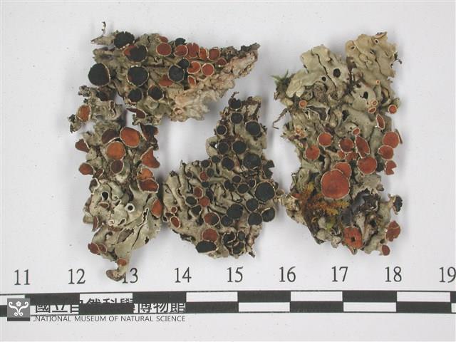 登錄號:L00001320藏品圖，第1張