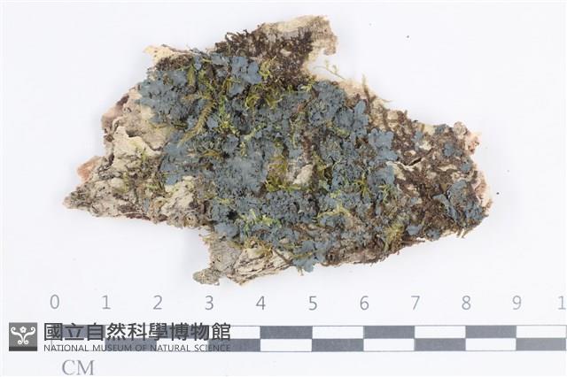 登錄號:L00002720藏品圖，第1張