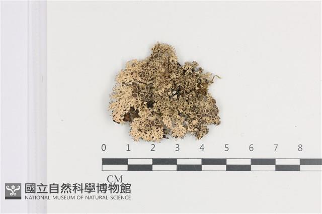 登錄號:L00002670藏品圖，第1張