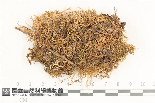 登錄號:L00000670藏品圖，第1張