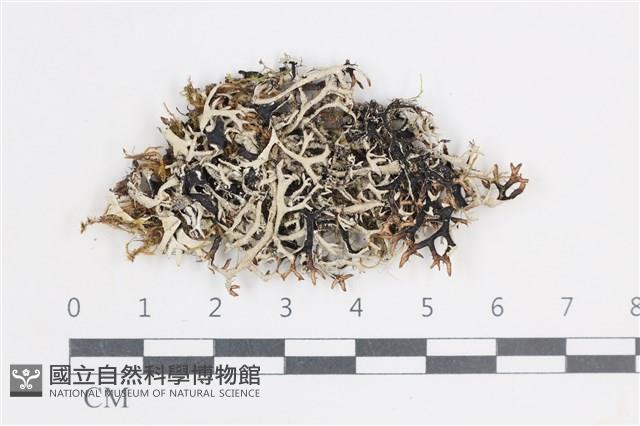 登錄號:L00003670藏品圖，第1張