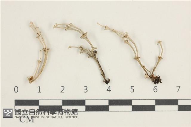登錄號:L00000570藏品圖，第1張