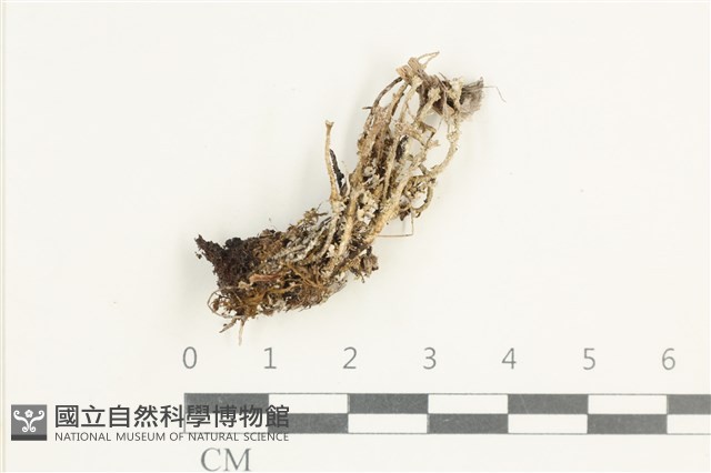 登錄號:L00001570藏品圖，第1張