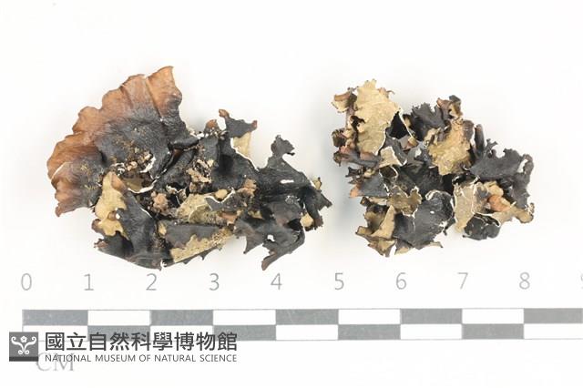 登錄號:L00002470藏品圖，第1張