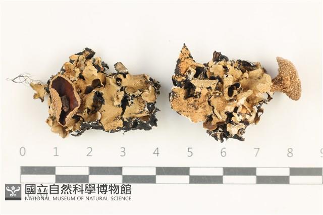 館號:L00005470藏品圖，第1張