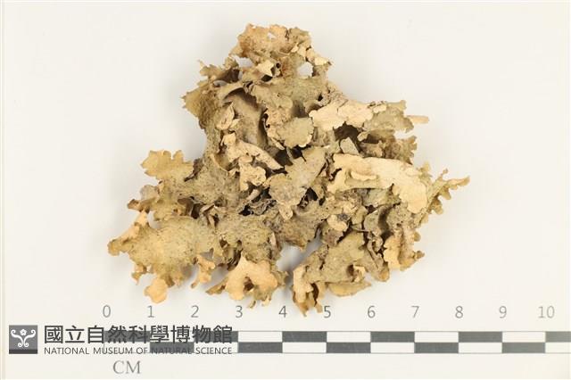 登錄號:L00004470藏品圖，第1張