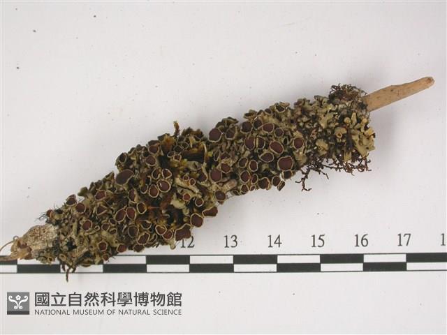 登錄號:L00001370藏品圖，第1張