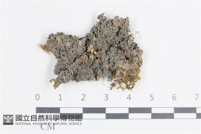 登錄號:L00002770藏品圖，第1張