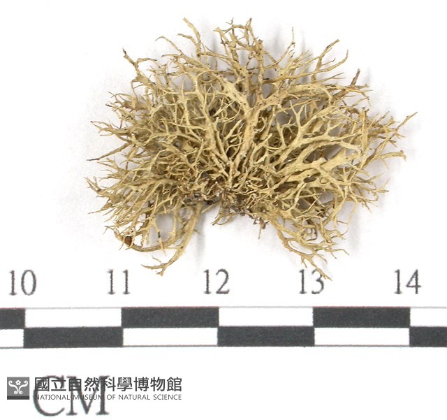 登錄號:L00002650藏品圖，第1張