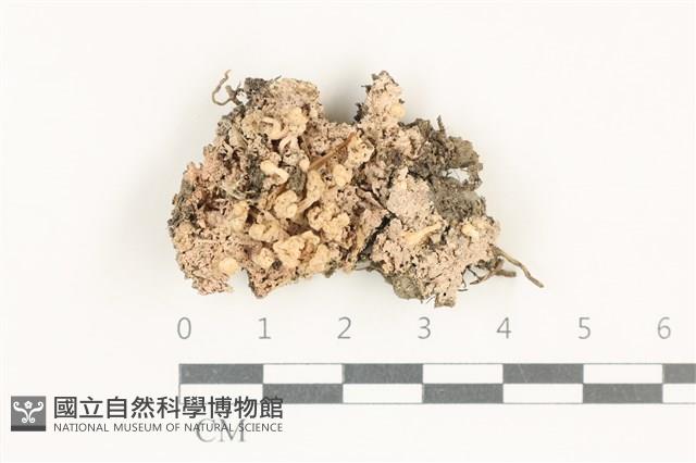 登錄號:L00000650藏品圖，第1張