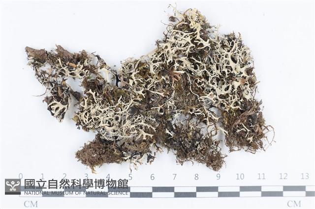 登錄號:L00003650藏品圖，第1張