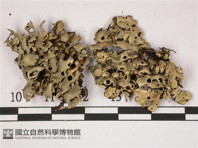 登錄號:L00002450藏品圖，第1張