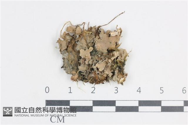 登錄號:L00002750藏品圖，第1張