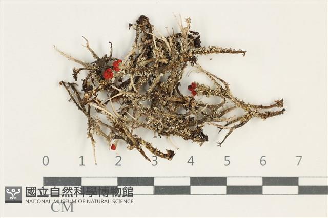 登錄號:L00000590藏品圖，第1張