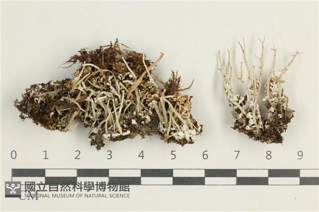 登錄號:L00001790藏品圖，第1張