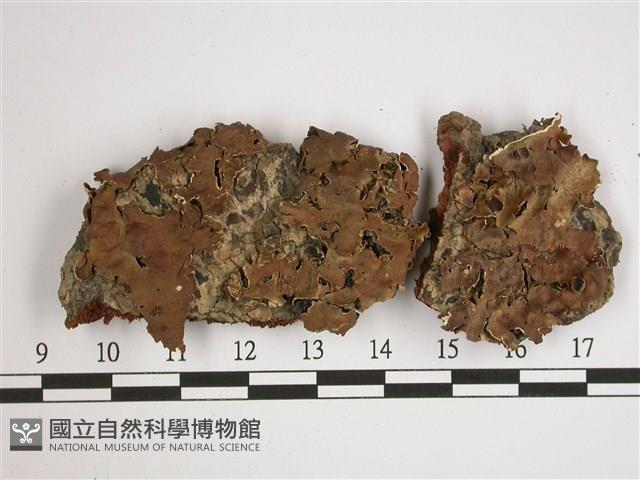 擬文字兜衣藏品圖，第1張