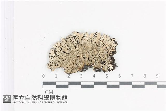 登錄號:L00002330藏品圖，第1張