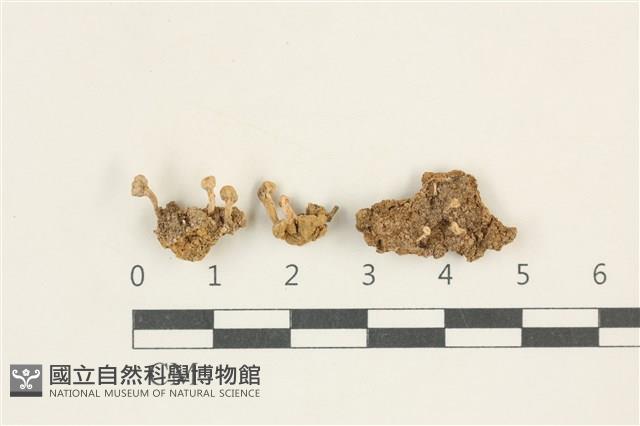 登錄號:L00001683藏品圖，第1張