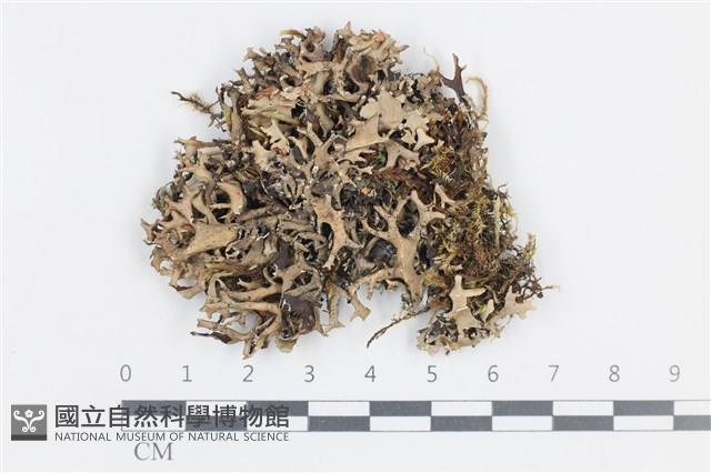 登錄號:L00002483藏品圖，第1張