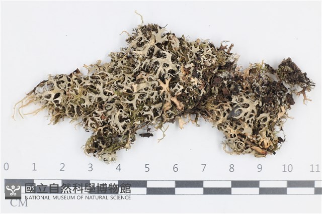 登錄號:L00004483藏品圖，第1張