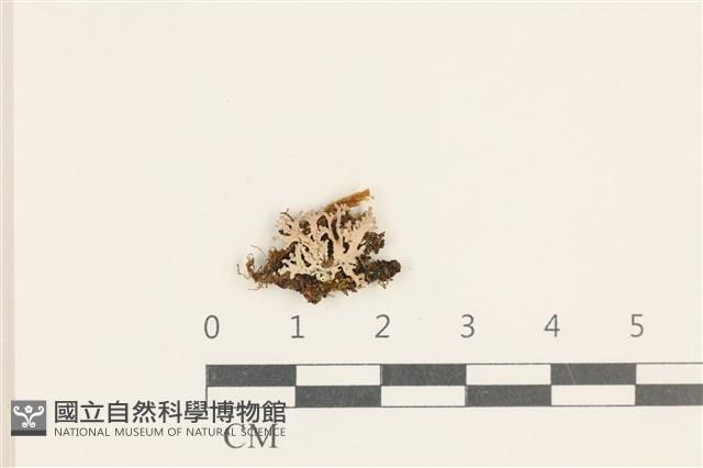 登錄號:L00003383藏品圖，第1張