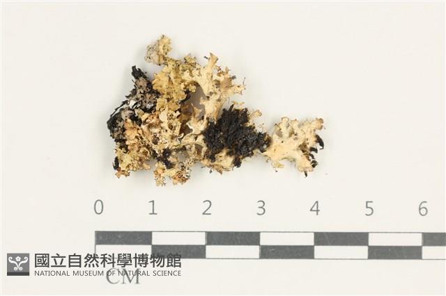 登錄號:L00003783藏品圖，第1張