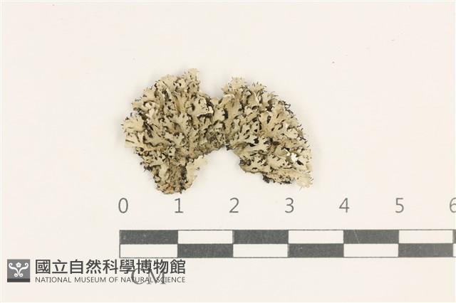 登錄號:L00003603藏品圖，第1張