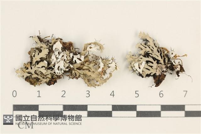 登錄號:L00003203藏品圖，第1張