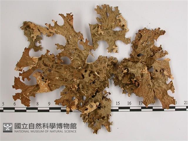 吉本氏兜衣藏品圖，第1張