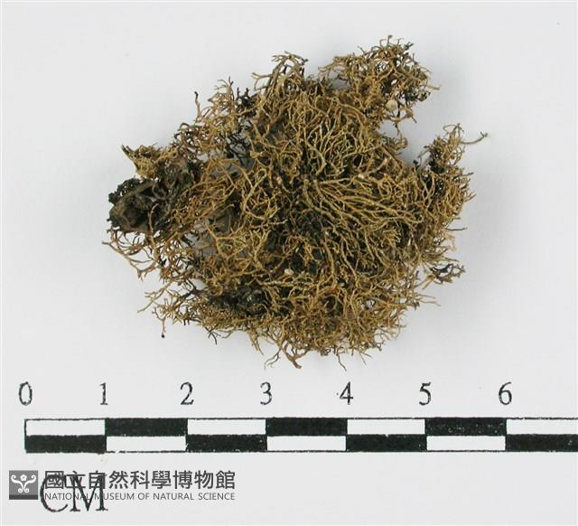 登錄號:L00000503藏品圖，第1張