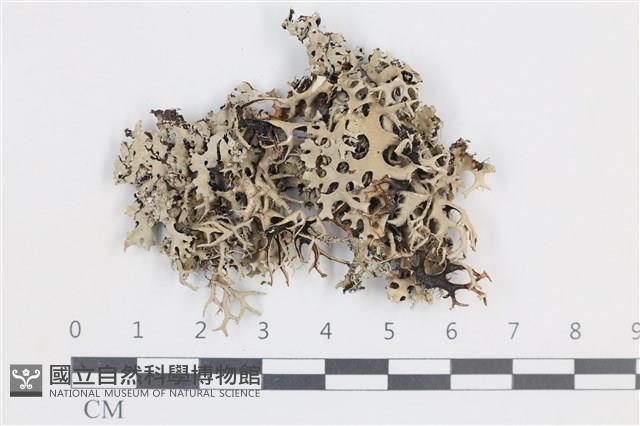 登錄號:L00004503藏品圖，第1張