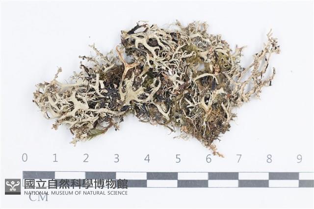 登錄號:L00004403藏品圖，第1張