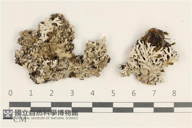 登錄號:L00003703藏品圖，第1張