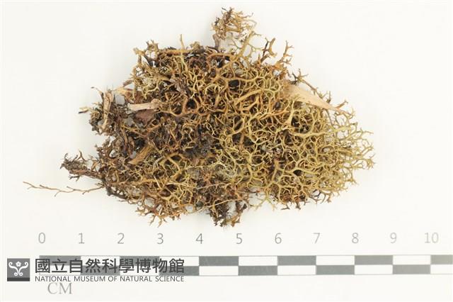 登錄號:L00002663藏品圖，第1張