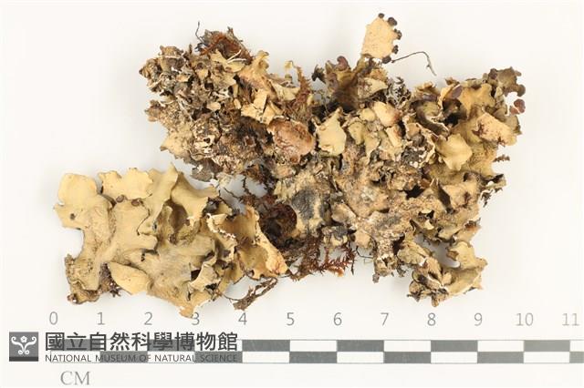 登錄號:L00001263藏品圖，第1張