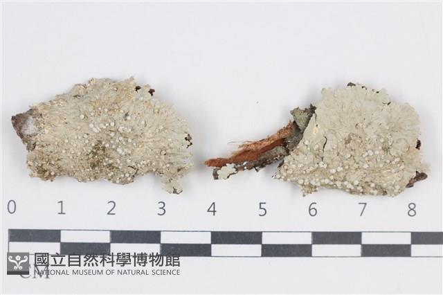 扁平黑囊基衣藏品圖，第1張