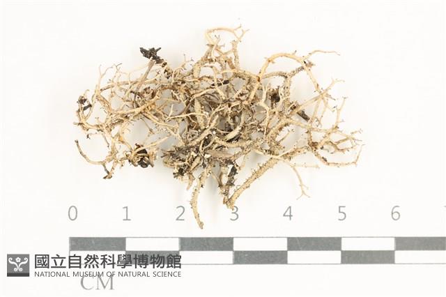 登錄號:L00000563藏品圖，第1張