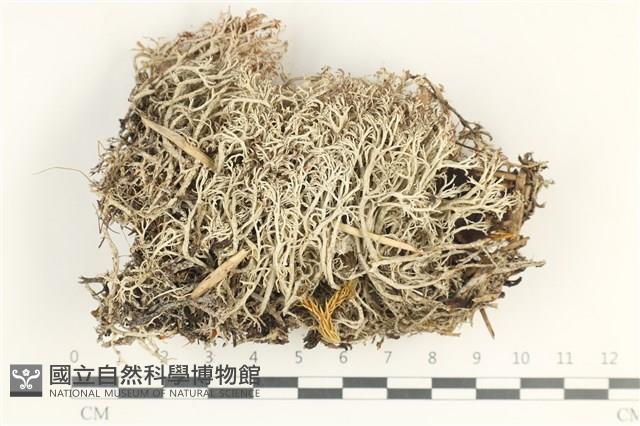 登錄號:L00001463藏品圖，第1張