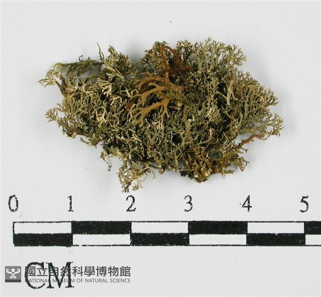 登錄號:L00000363藏品圖，第1張