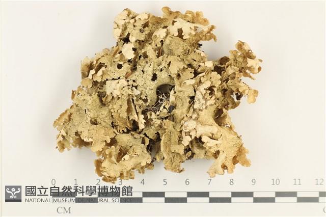 登錄號:L00001363藏品圖，第1張