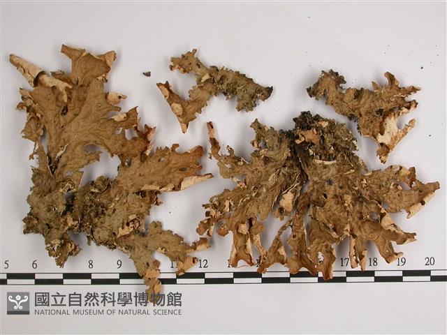 叉狀針芽兜衣藏品圖，第1張