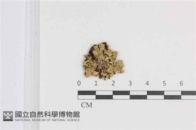 登錄號:L00005213藏品圖，第1張
