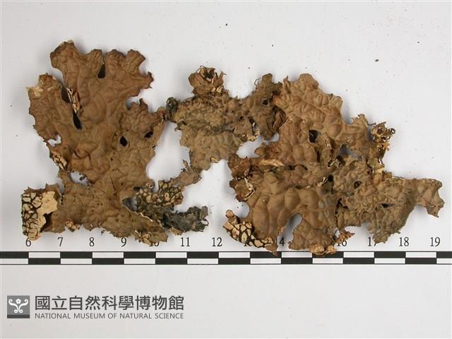 擬側膜兜衣藏品圖，第1張