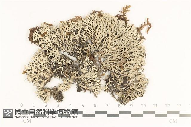 登錄號:L00003513藏品圖，第1張