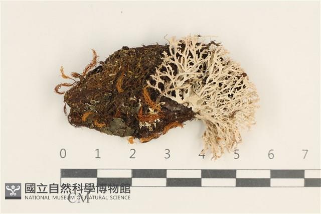 登錄號:L00003413藏品圖，第1張