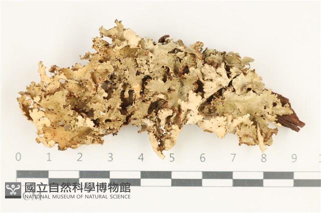 登錄號:L00003313藏品圖，第1張