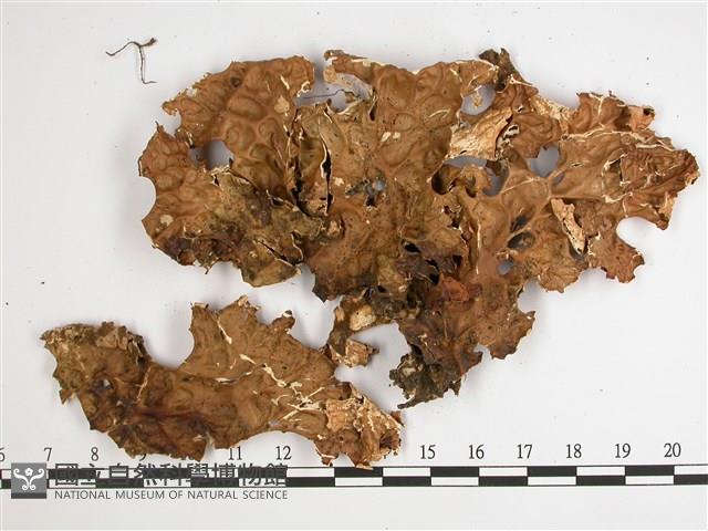 樹棲兜衣藏品圖，第1張