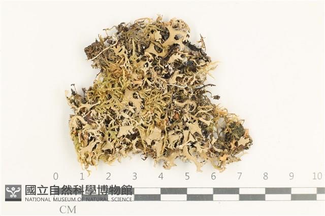 登錄號:L00001743藏品圖，第1張