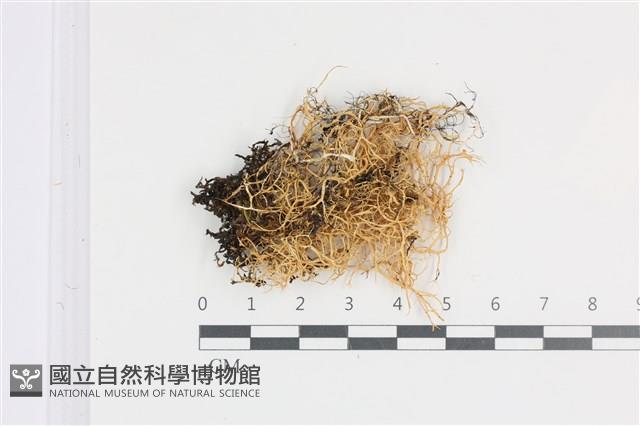 登錄號:L00001623藏品圖，第1張